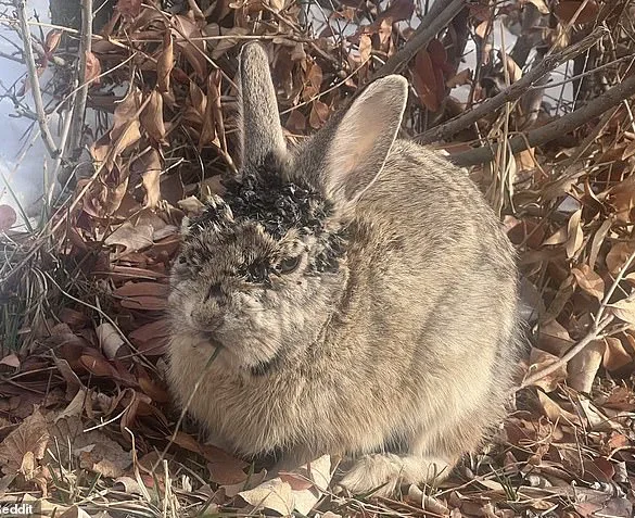 Alarming Spread of Rabbit Deformities Linked to Virus in Multiple U.S. States