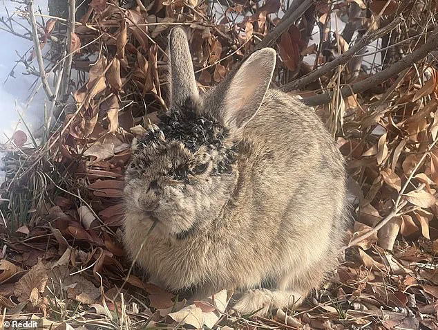 Alarming Spread of Rabbit Deformities Linked to Virus in Multiple U.S. States