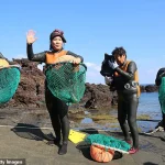 Beneath the Waves: The Haenyeo's Unique Access to the Ocean's Secrets