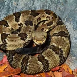 Breaking: Hiker Killed by Timber Rattlesnake in Savage Gulf State Park – Latest Update