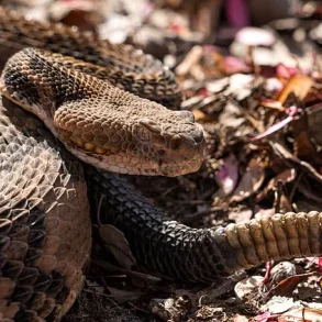 Breaking: Hiker Killed by Timber Rattlesnake in Savage Gulf State Park – Latest Update