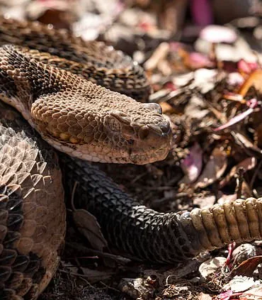 Breaking: Hiker Killed by Timber Rattlesnake in Savage Gulf State Park – Latest Update