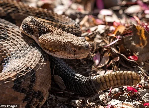 Breaking: Hiker Killed by Timber Rattlesnake in Savage Gulf State Park – Latest Update