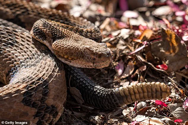 Breaking: Hiker Killed by Timber Rattlesnake in Savage Gulf State Park – Latest Update