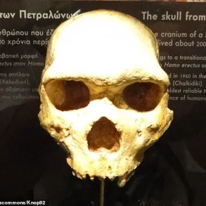 Breakthrough in Understanding the Mysterious Petralona Skull: 300,000-Year-Old Discovery in Greece Reveals Unknown Human Ancestor