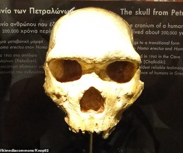 Breakthrough in Understanding the Mysterious Petralona Skull: 300,000-Year-Old Discovery in Greece Reveals Unknown Human Ancestor