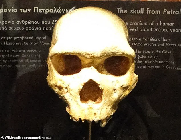 Breakthrough in Understanding the Mysterious Petralona Skull: 300,000-Year-Old Discovery in Greece Reveals Unknown Human Ancestor