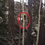 “Cain’s Shadow in the Woods: How a Biblical Figure Became Bigfoot in Mormon Lore,” Says Local Pastor