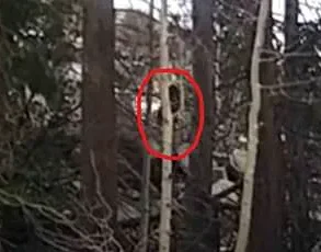 “Cain’s Shadow in the Woods: How a Biblical Figure Became Bigfoot in Mormon Lore,” Says Local Pastor