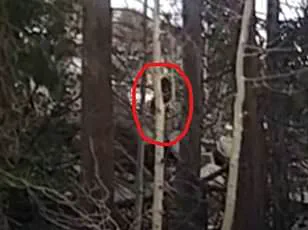 “Cain’s Shadow in the Woods: How a Biblical Figure Became Bigfoot in Mormon Lore,” Says Local Pastor