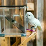 Cockatoos Unveil 30+ Dance Moves in Groundbreaking Study, Redefining Avian Behavior