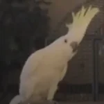 Cockatoos Unveil 30+ Dance Moves in Groundbreaking Study, Redefining Avian Behavior