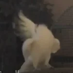 Cockatoos Unveil 30+ Dance Moves in Groundbreaking Study, Redefining Avian Behavior