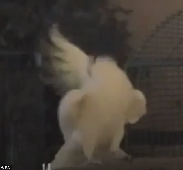 Cockatoos Unveil 30+ Dance Moves in Groundbreaking Study, Redefining Avian Behavior