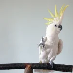 Cockatoos Unveil 30+ Dance Moves in Groundbreaking Study, Redefining Avian Behavior