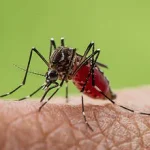 Dengue Fever Could Spread to Western Europe as Climate Change Creates Suitable Conditions for Transmission