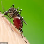 Dengue Fever Could Spread to Western Europe as Climate Change Creates Suitable Conditions for Transmission