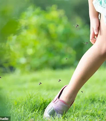 Dengue Fever Could Spread to Western Europe as Climate Change Creates Suitable Conditions for Transmission