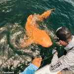 Exclusive Access to Rare Nurse Shark Discovery: First Documented Case of Xanthism and Albinism in the Caribbean