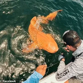 Exclusive Access to Rare Nurse Shark Discovery: First Documented Case of Xanthism and Albinism in the Caribbean
