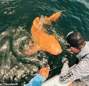 Exclusive Access to Rare Nurse Shark Discovery: First Documented Case of Xanthism and Albinism in the Caribbean