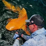 Exclusive Access to Rare Nurse Shark Discovery: First Documented Case of Xanthism and Albinism in the Caribbean
