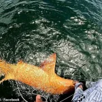 Exclusive Access to Rare Nurse Shark Discovery: First Documented Case of Xanthism and Albinism in the Caribbean