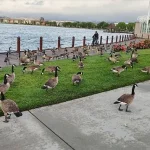 Exclusive: Foster City's Hidden Crisis – 400 Canada Geese Leave 300 Pounds of Feces Daily, Exposing a Growing Environmental and Public Health Concern