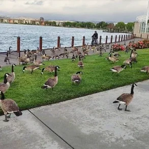 Exclusive: Foster City's Hidden Crisis – 400 Canada Geese Leave 300 Pounds of Feces Daily, Exposing a Growing Environmental and Public Health Concern