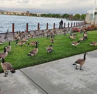 Exclusive: Foster City's Hidden Crisis – 400 Canada Geese Leave 300 Pounds of Feces Daily, Exposing a Growing Environmental and Public Health Concern