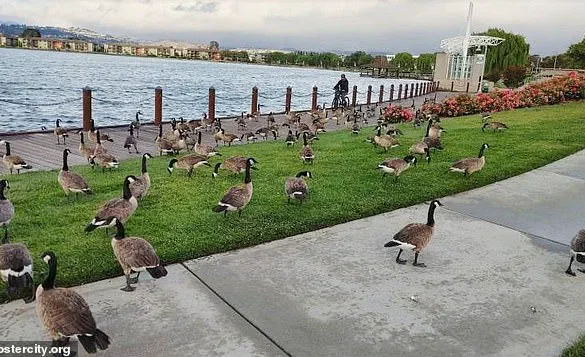 Exclusive: Foster City's Hidden Crisis – 400 Canada Geese Leave 300 Pounds of Feces Daily, Exposing a Growing Environmental and Public Health Concern