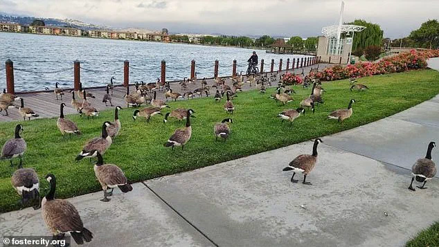 Exclusive: Foster City's Hidden Crisis – 400 Canada Geese Leave 300 Pounds of Feces Daily, Exposing a Growing Environmental and Public Health Concern