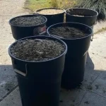 Exclusive: Foster City's Hidden Crisis – 400 Canada Geese Leave 300 Pounds of Feces Daily, Exposing a Growing Environmental and Public Health Concern