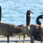 Exclusive: Foster City's Hidden Crisis – 400 Canada Geese Leave 300 Pounds of Feces Daily, Exposing a Growing Environmental and Public Health Concern