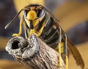 Experts Warn: Rethinking Human-Wasp Interactions at Summer Gatherings is Crucial