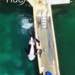 France's Orca Controversy: Video Evidence Sparks Debate Over Captivity and Animal Welfare
