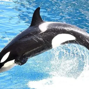 France's Orca Controversy: Video Evidence Sparks Debate Over Captivity and Animal Welfare