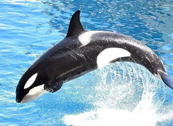 France's Orca Controversy: Video Evidence Sparks Debate Over Captivity and Animal Welfare