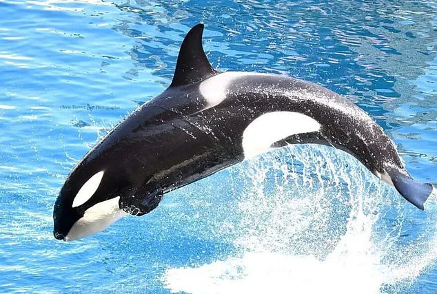France's Orca Controversy: Video Evidence Sparks Debate Over Captivity and Animal Welfare