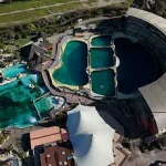 France's Orca Controversy: Video Evidence Sparks Debate Over Captivity and Animal Welfare