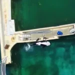 France's Orca Controversy: Video Evidence Sparks Debate Over Captivity and Animal Welfare
