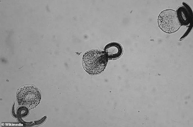 Health Officials Urge Caution Over Rare Brain Infection Linked to Raccoon Feces, CDC Report Highlights Risks