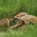 Health Officials Urge Caution Over Rare Brain Infection Linked to Raccoon Feces, CDC Report Highlights Risks