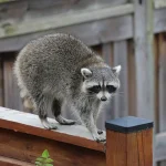Health Officials Urge Caution Over Rare Brain Infection Linked to Raccoon Feces, CDC Report Highlights Risks