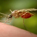Health Officials Warn of Chikungunya Virus Surge, Urge Travelers to Take Precautions