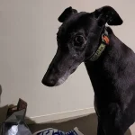 Life-Threatening Infections Follow Minor Dog Bite in Australian Man's Ordeal