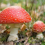Microdosing Mushrooms Linked to Surge in Dangerous Reactions as Regulatory Oversight Lags