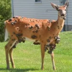 Mutated Wildlife Outbreaks Fuel Public Demand for Stricter Health Regulations