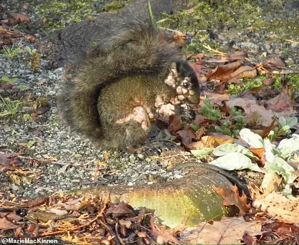 Mutated Wildlife Outbreaks Fuel Public Demand for Stricter Health Regulations