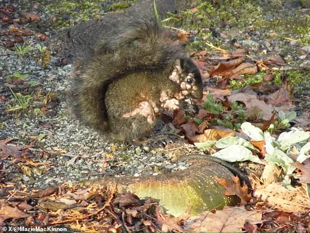 Mutated Wildlife Outbreaks Fuel Public Demand for Stricter Health Regulations